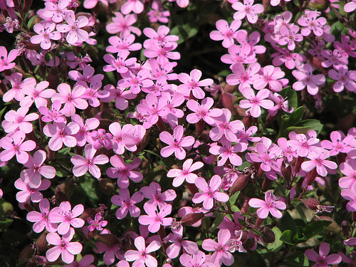 Saponaria Ocymoides Pink -сапонария скална розова, сапунче(1076)